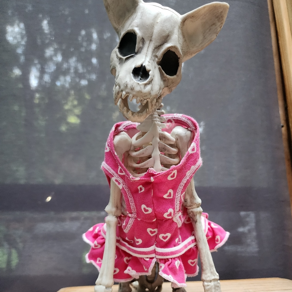 Pet clothing bundle, READ